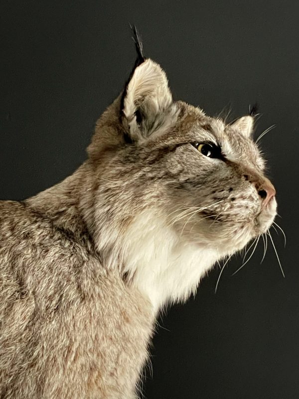 Opgezette Lynx