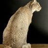 Opgezette Lynx