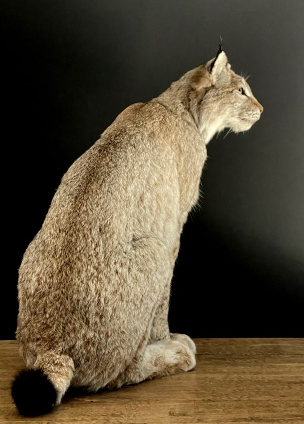 Opgezette Lynx