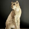 Opgezette Lynx