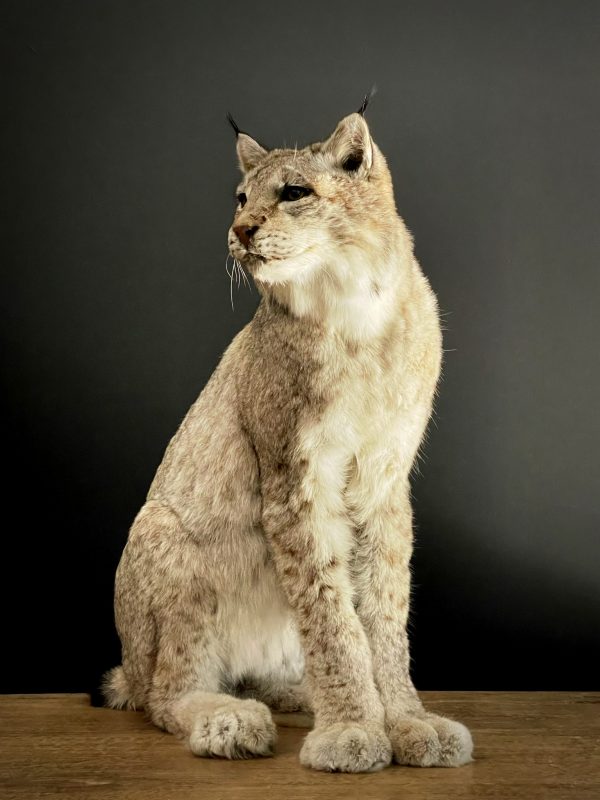 Opgezette Lynx
