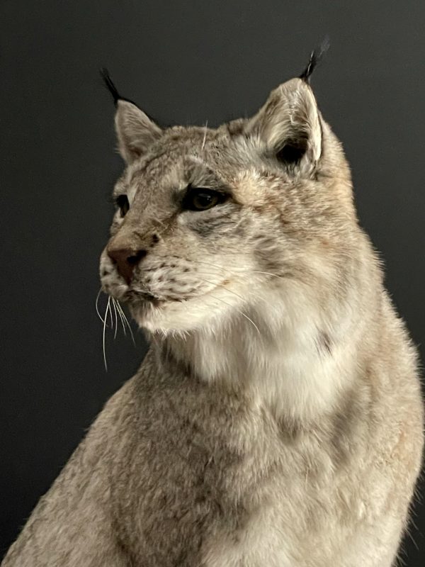 Opgezette Lynx