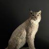 Opgezette Lynx