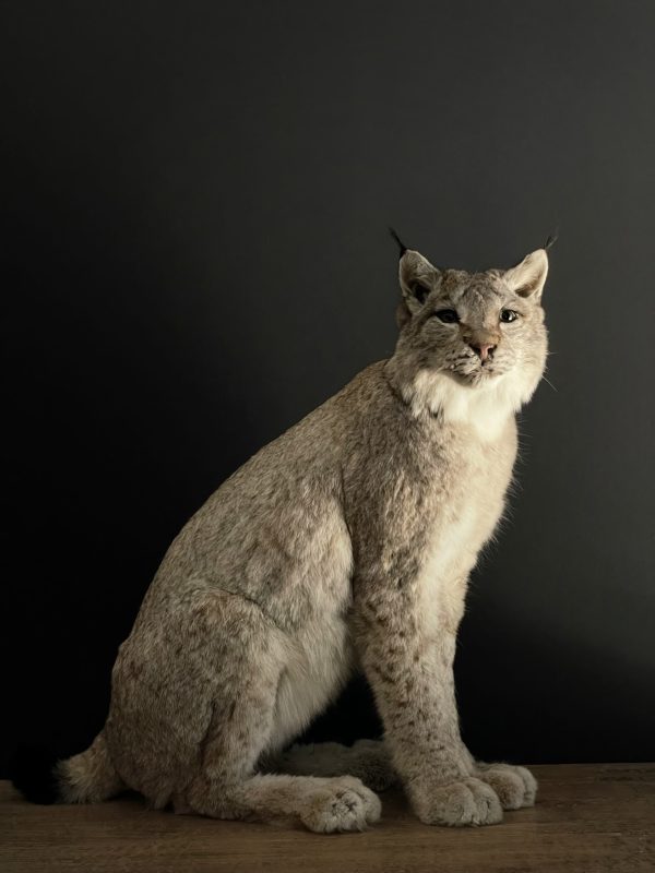 Opgezette Lynx