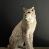 Opgezette Lynx