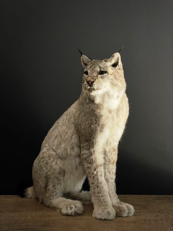Opgezette Lynx