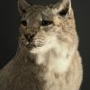 Opgezette Lynx