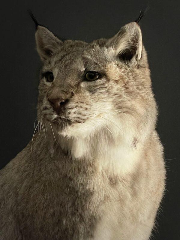 Opgezette Lynx