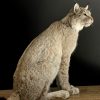 Opgezette Lynx