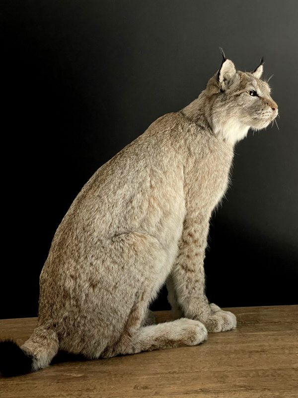 Opgezette Lynx