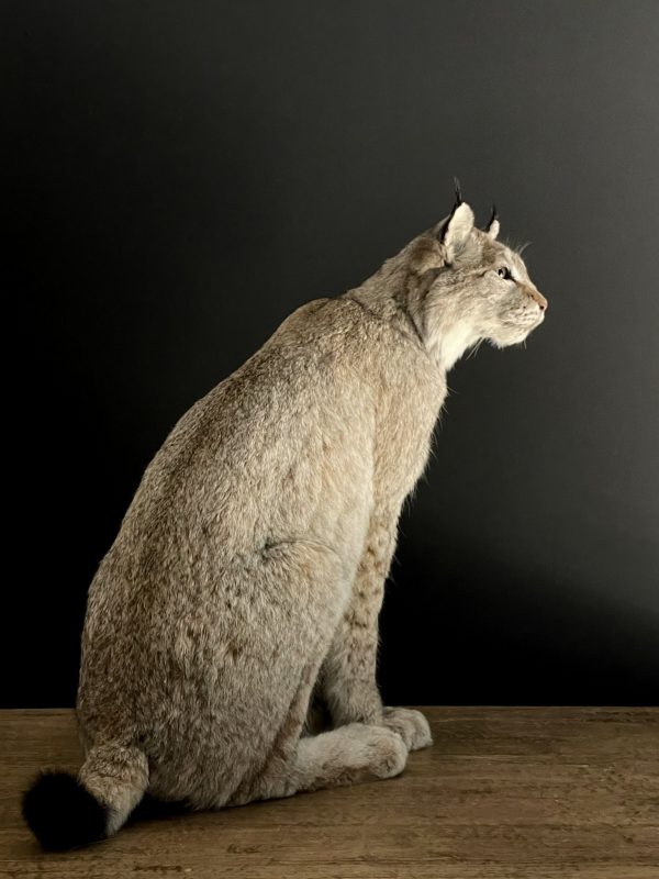 Opgezette Lynx