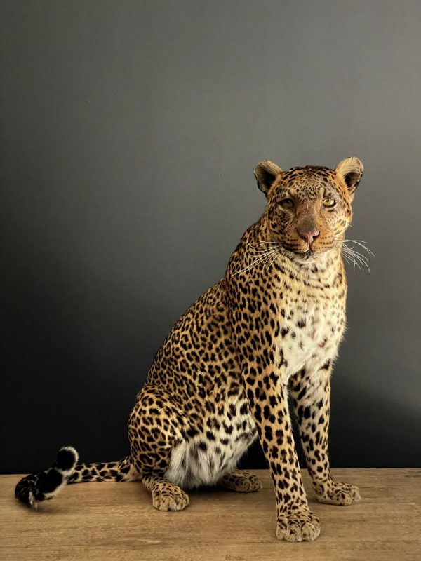 African leopard