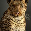 African leopard