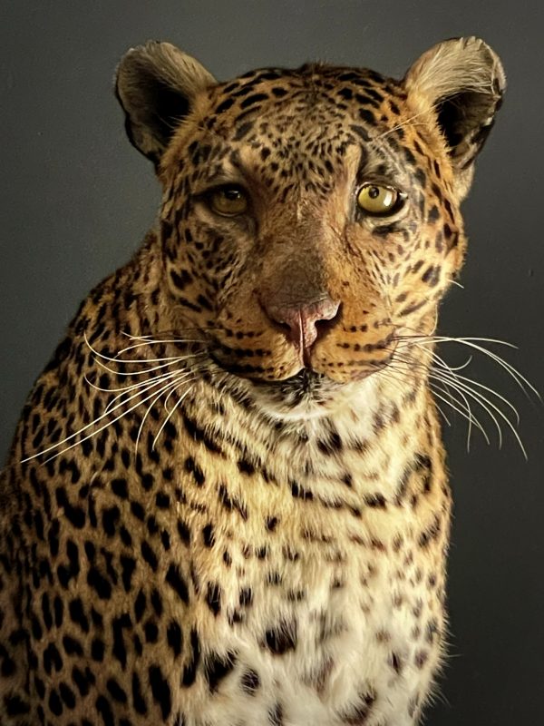 African leopard
