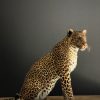 African leopard