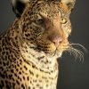 African leopard