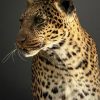 African leopard