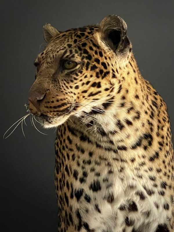 African leopard