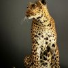 African leopard