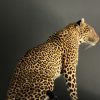 African leopard