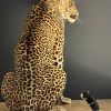 African leopard