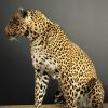 African leopard