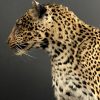 African leopard