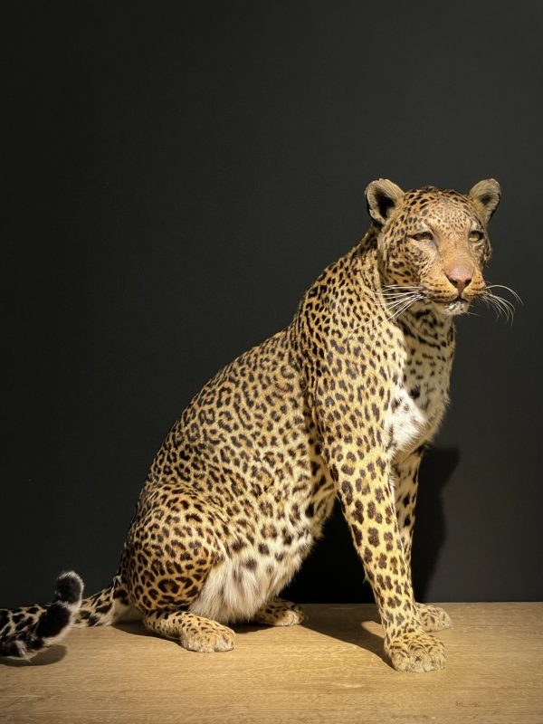 African leopard