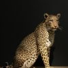 African leopard