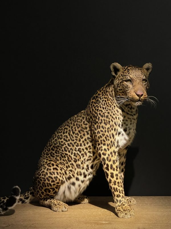 African leopard