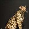 African leopard