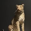 African leopard