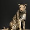 African leopard
