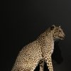 African leopard