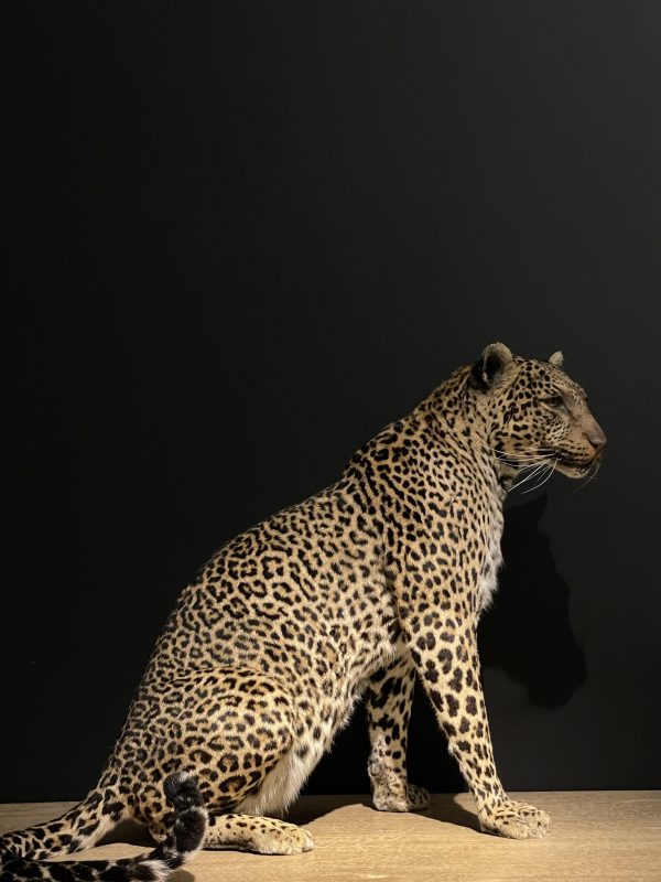African leopard
