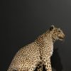 African leopard