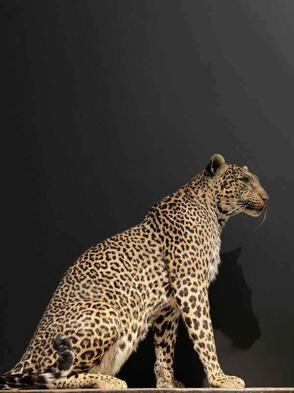 African leopard