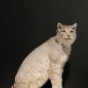 Opgezette Lynx
