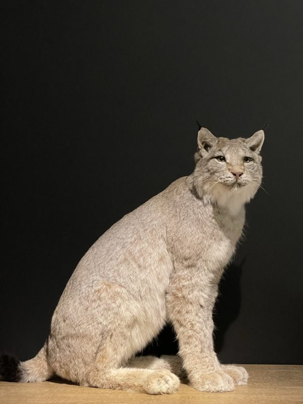 Opgezette Lynx