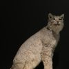 Opgezette Lynx