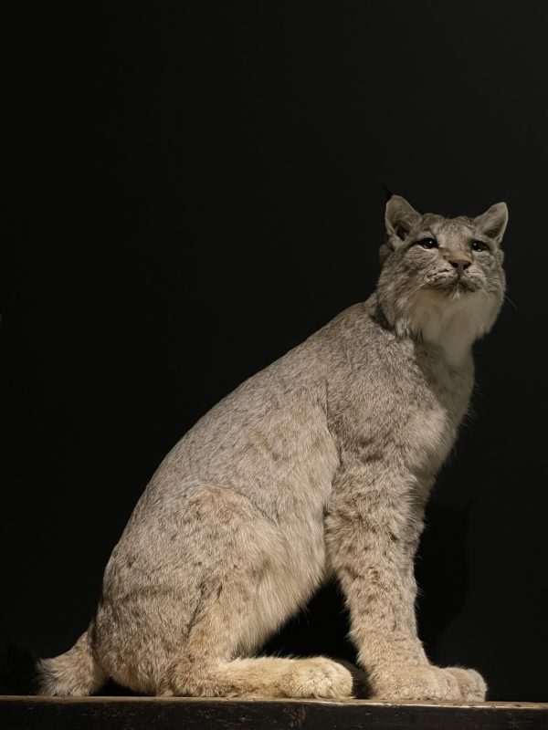 Opgezette Lynx