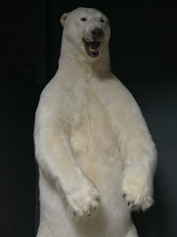 0pgezette ijsbeer