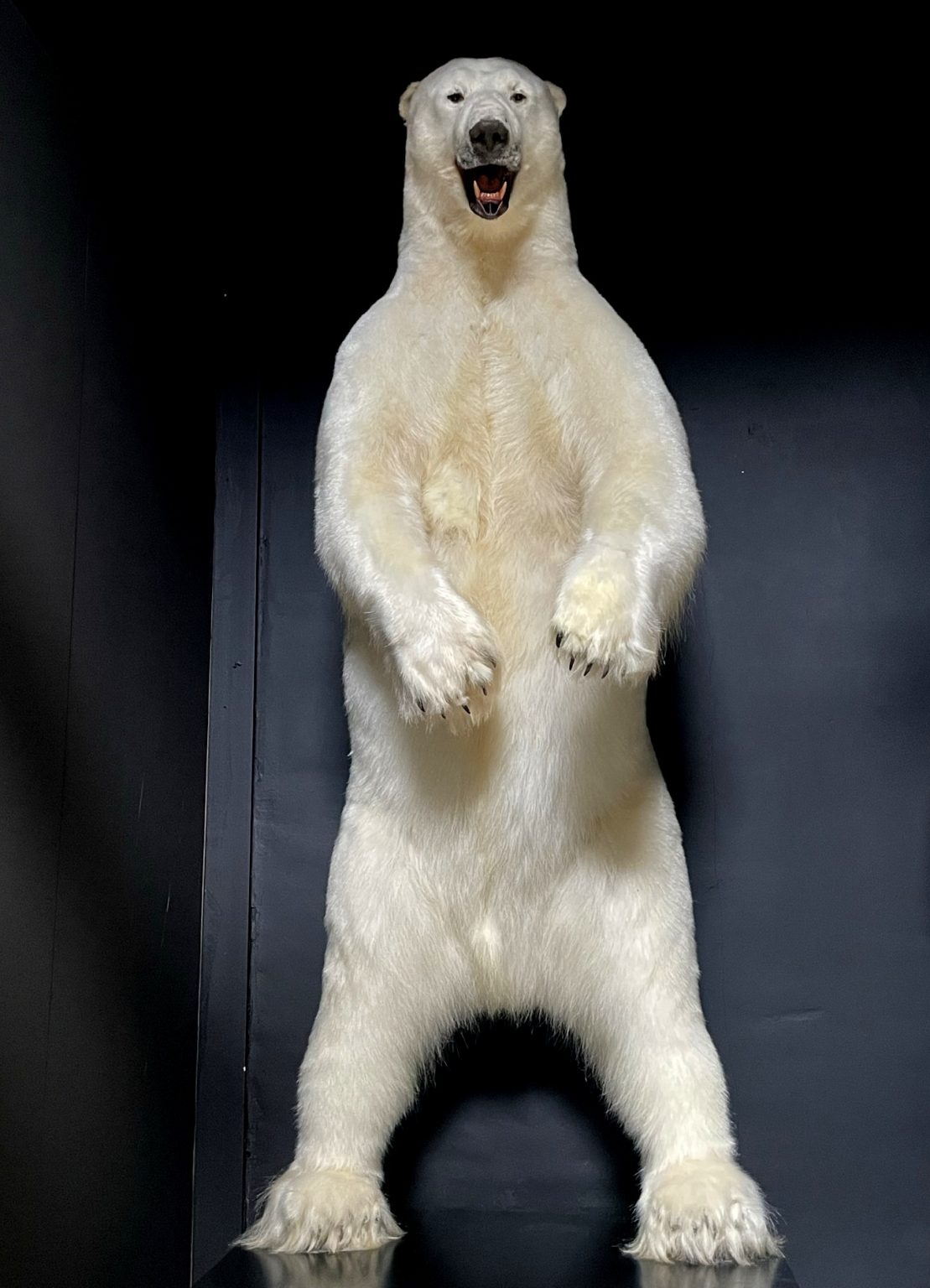 Taxidermy polar bear BEAST Interiors