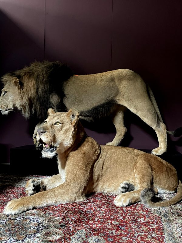 Opgezette liggende leeuwin