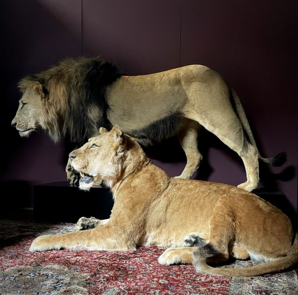 Opgezette liggende leeuwin
