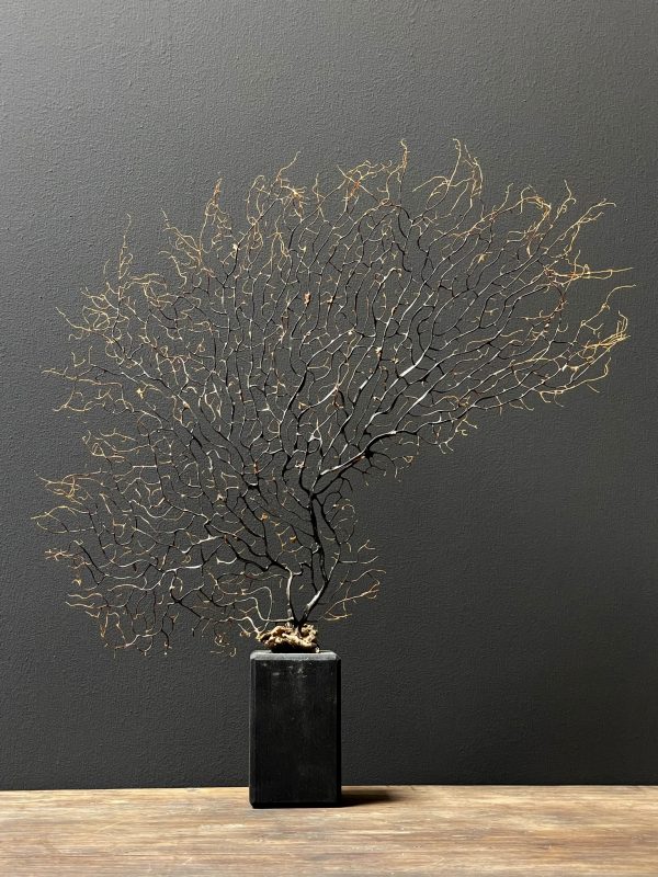 Decoratieve zeewaaier