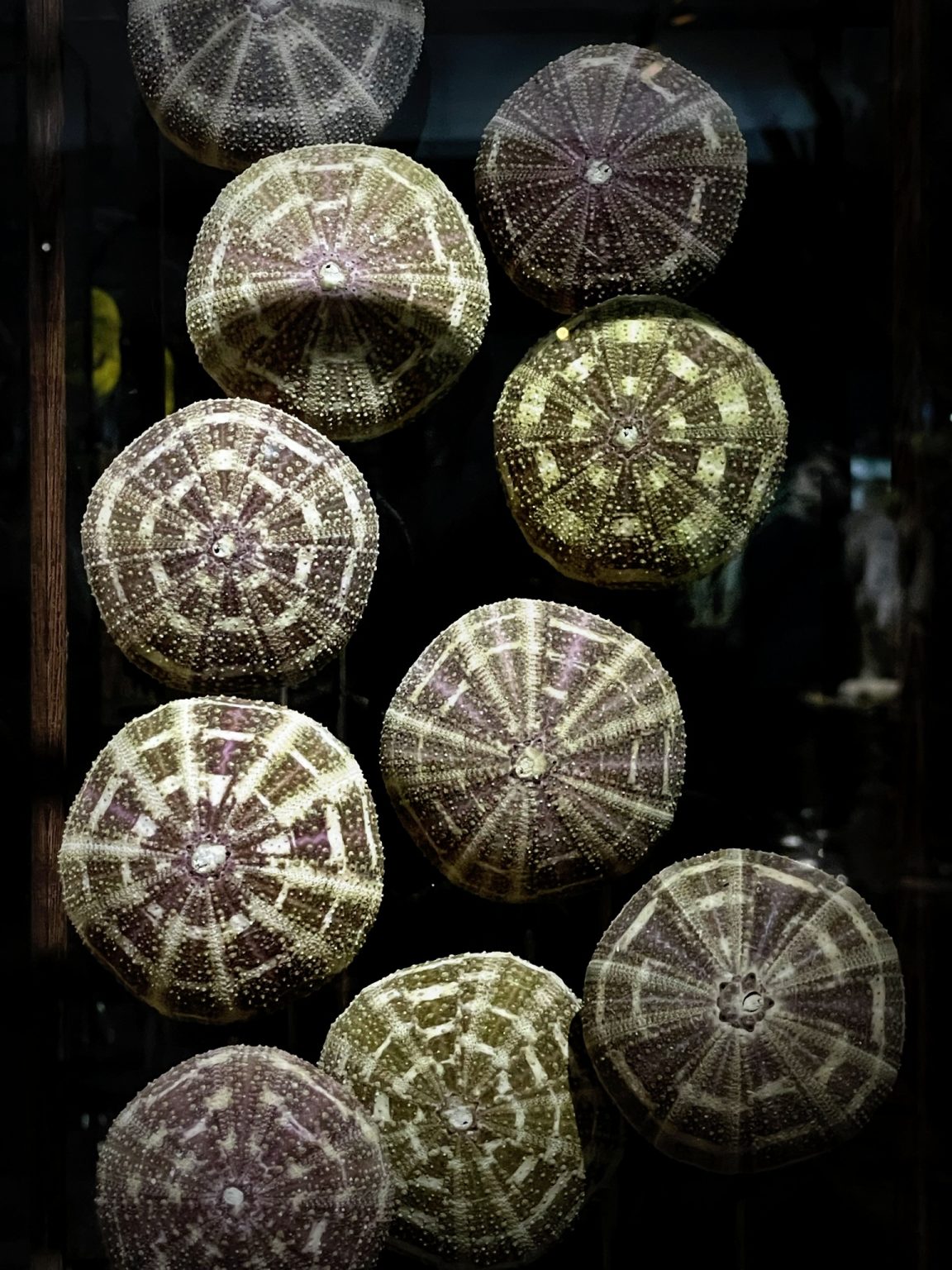 Wat voor glas zit er in een vitrine? - De Vitrinefabriek