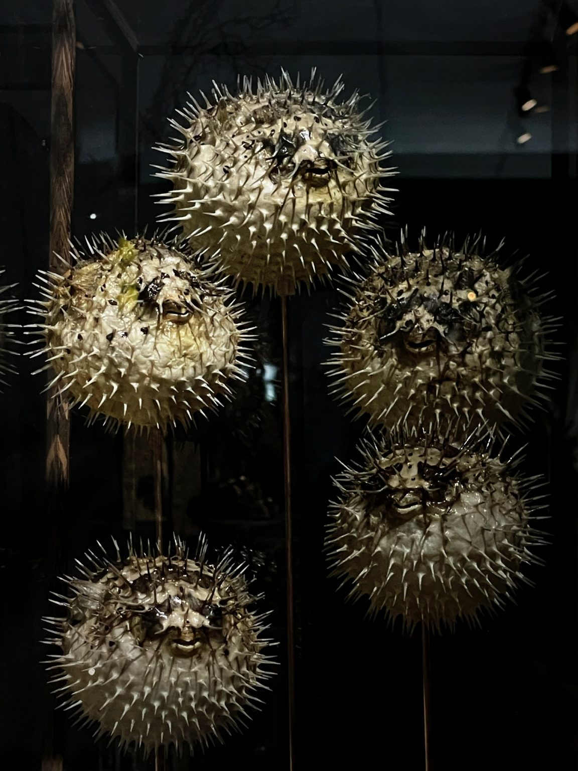Glass showcase with puffer fish BEAST Interiors