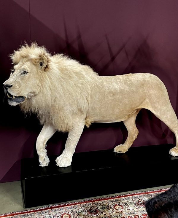 Opgezette witte leeuw