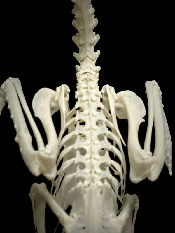 Skelet van een Grijze Tok.